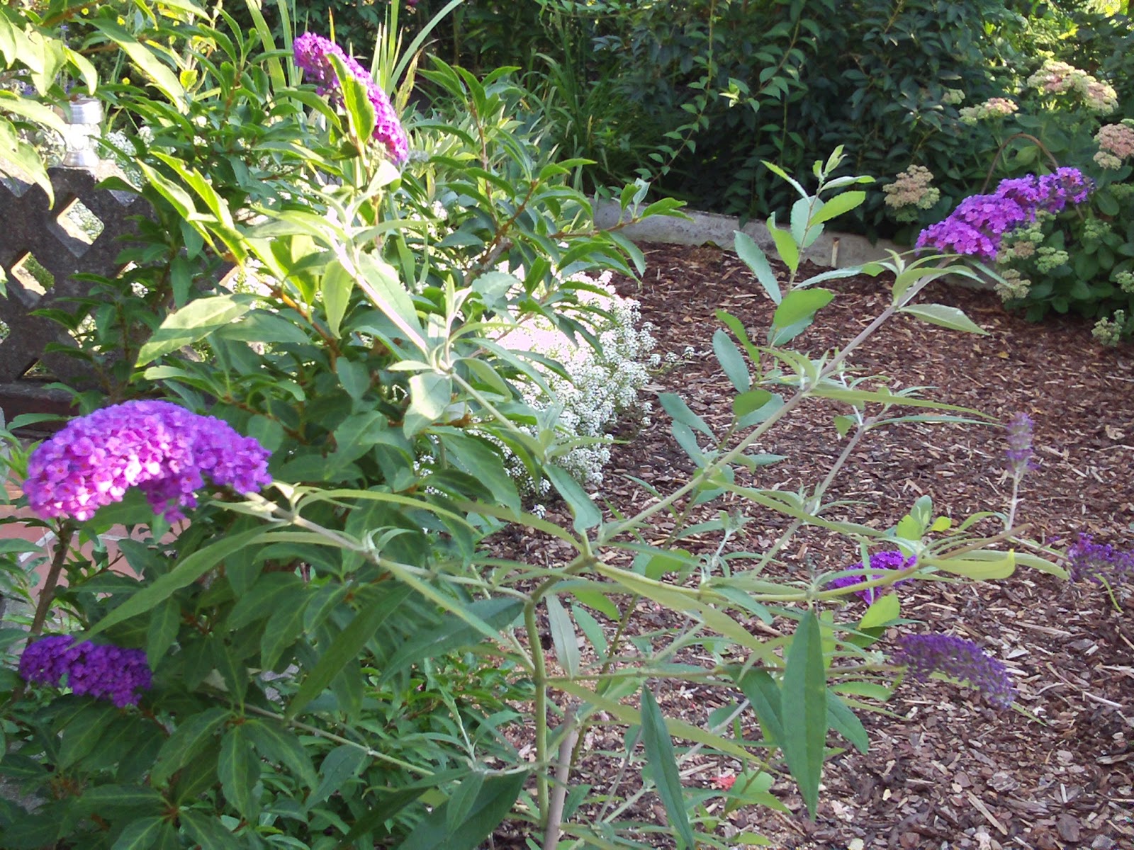 Sommerflieder (Buddleja davidii) schneiden und pflegen - Gartenelfe